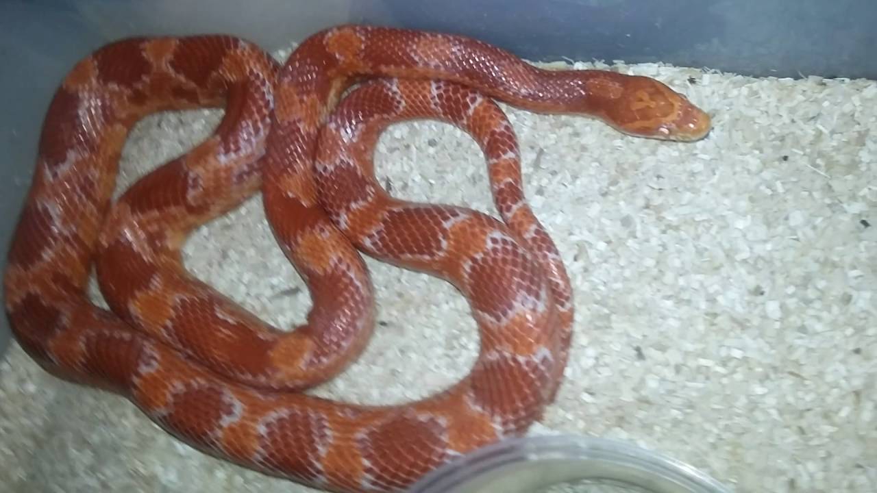 Corn snake's part 2 2016 YouTube