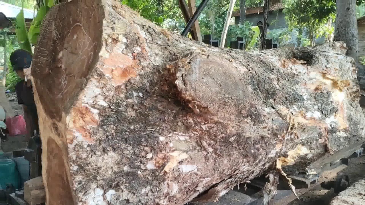Sawmill Big Teak in Today !