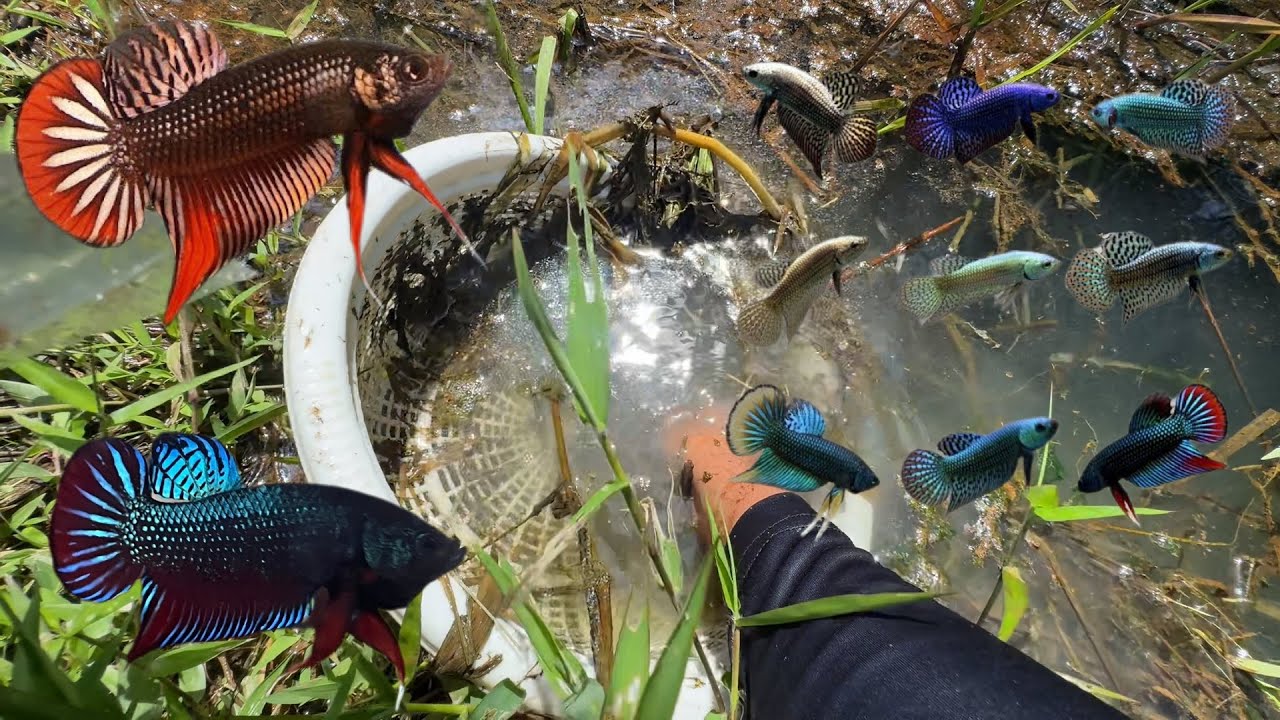 ช้อนปลากัดป่า ตามหาสีแปลก ๆ จะเจอไหม!