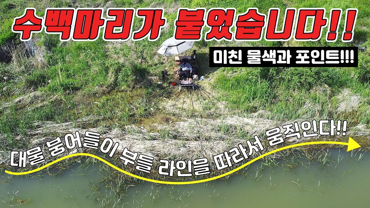 접수!!! 충북 음성!! 떼붕어가 부들안으로 들어와있습니다!! 생자리 작업해서 들어갔습니다!! 날것 그대로의 낚시!! 앵천보 음성천 지금 출발하세요!! (먹방데뷔)