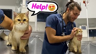 4 Aylik Yavru Kedi̇ Toprak 😍 (Sürekli Kaçmaya Çalıştı 😂)