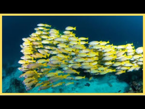 School of Fish : Mesmerizing Fish Schools :  Nature's Underwater Ballet|#fish #nature #ocean