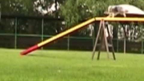 running contacts on complete dog walk