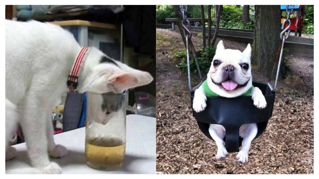 Funny baby Cats & Dogs Awesome Funny Animals Life Videos