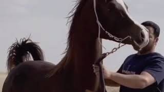 Arap Atları Tik Tok