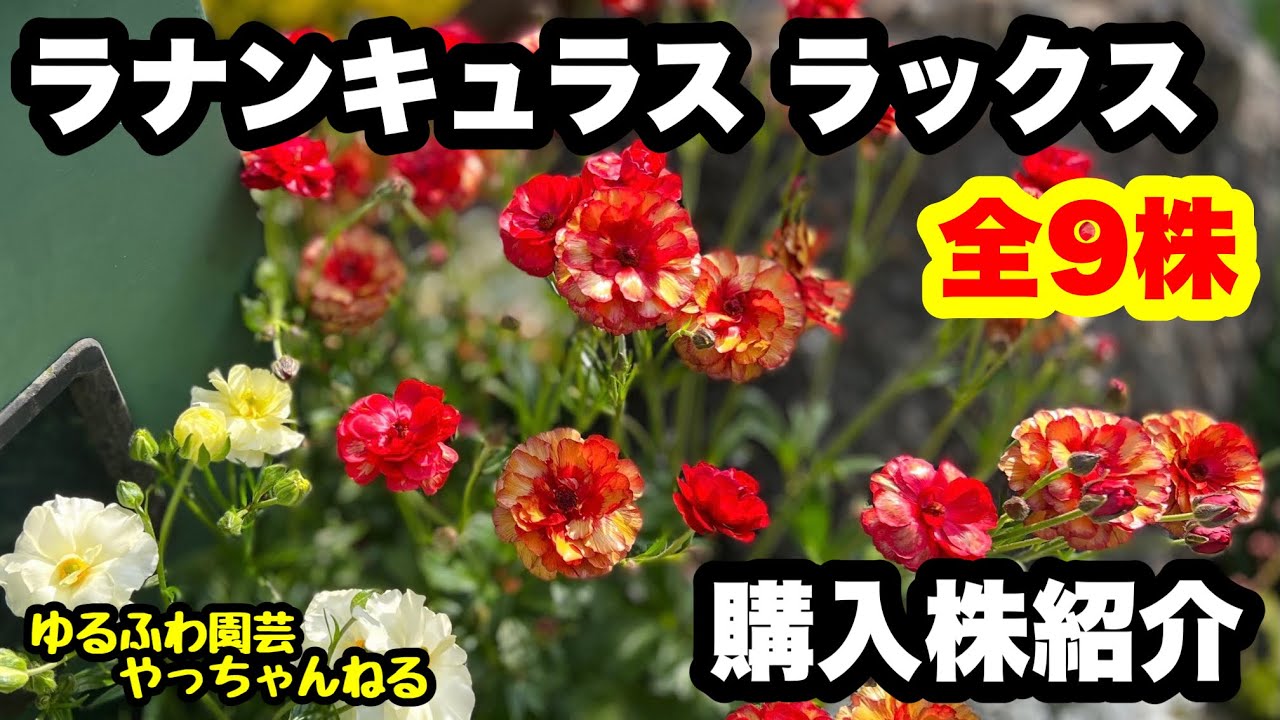 切り戻し【ラナンキュラスラックス】購入株紹介します♫ - YouTube