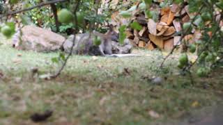 Why is the Bennetts Wallaby Laying Down