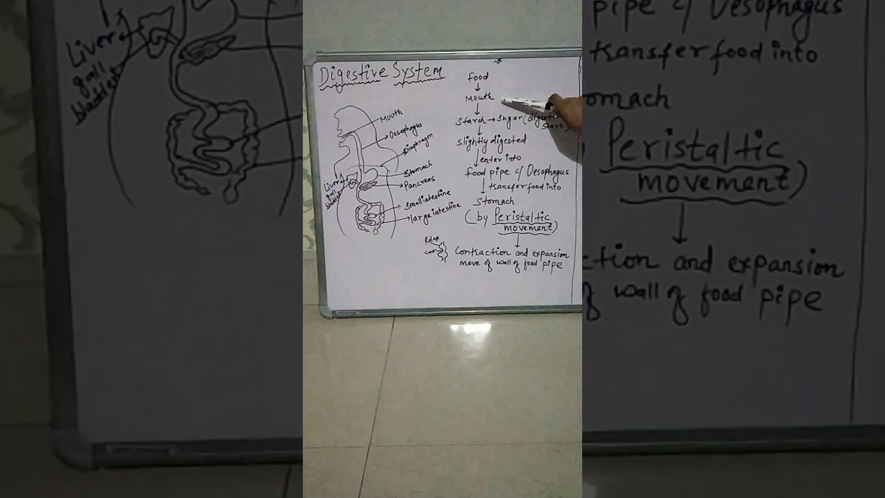 Peristaltic Movement Oesophagus