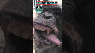 Chimpanzee Inspecting His Tongue #shorts