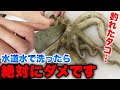 釣れたタコの処理方法完全ガイド:水道水NGの理由から正しい締め方、保存方法、調理法までをプロが徹底解説・@魚屋のつり鮮ぴっちぴちTV コラボです。