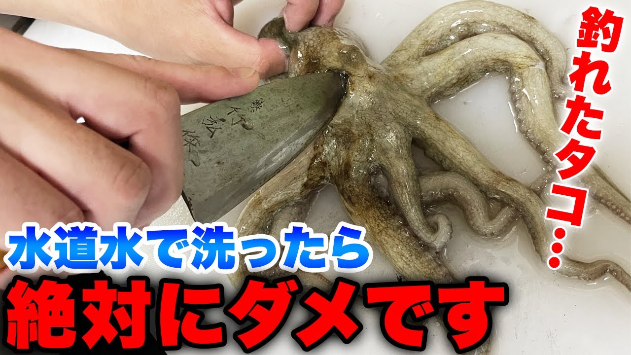 釣れたタコの処理方法完全ガイド：水道水NGの理由から正しい締め方、保存方法、調理法までをプロが徹底解説・@魚屋のつり鮮ぴっちぴちTV コラボです。