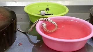 Chinese Street Food   GIANT SNAKE SOUP Guangdong China