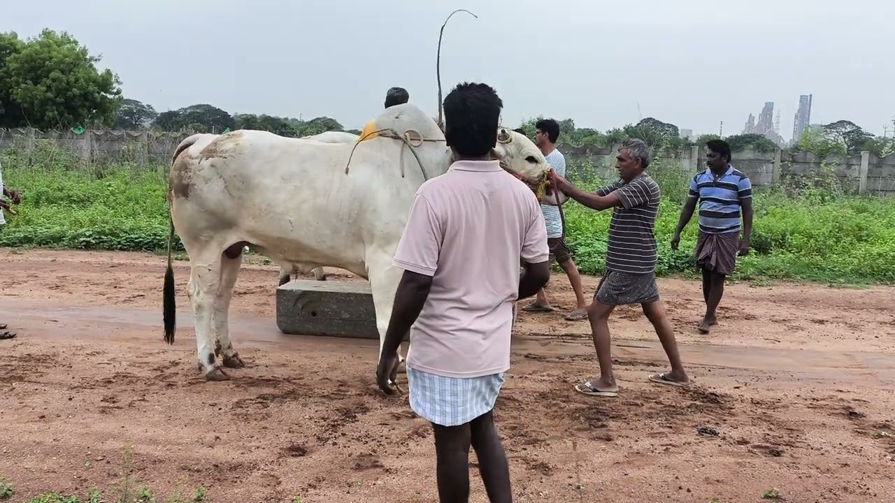 01/07/2025 Na beta Musalaya garu KOTYA garu Suri garu Bulli garu