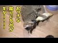 【大きな蹴りぐるみと猫】突然のサプライズ！おっきな蹴りぐるみが猫達宛に届きましたｗ