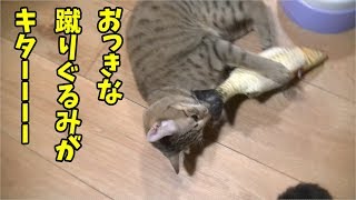 【大きな蹴りぐるみと猫】突然のサプライズ！おっきな蹴りぐるみが猫達宛に届きましたｗ