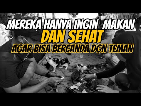 Video: Dampak Lingkungan Pada Nutrisi Kucing Anda