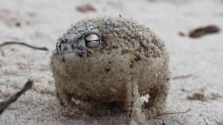Very Angry Janusz Frog (Krakers #49)