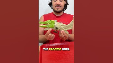 Candy Bombardiro Crocodilo! Italian Brain Rot