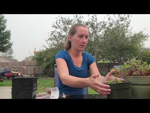 PROPAGATING PURSLANE