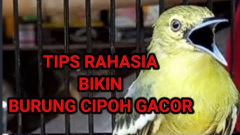 cara merawat burung cipoh bakalan agar gacor dan rajin bunyi