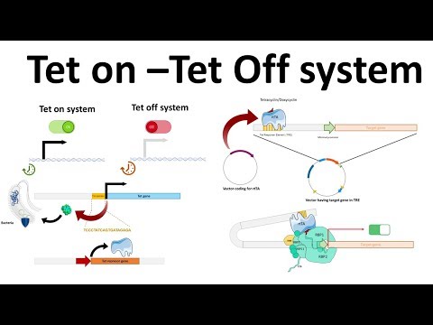 Video: TET-Enzyme: Doppelwirkstoffe Im Transponierbaren Element-Wirt-Genom-Konflikt