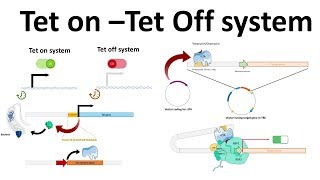 Tet on -Tet off system