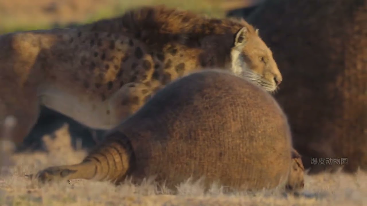 Prehistoric creatures with absolute defense