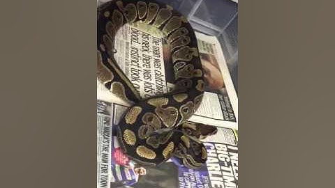 Ball python collection 2016