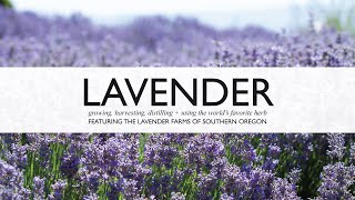 Lavender Documentary Film - Learn to Grow, Harvest, Propagate, and Distill Lavender Essential Oil
