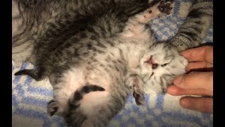 Самые Лучшие Котятки Шотландские! Супер Семья! Самые Лучшие Котятки Шотландские! Супер Семья!