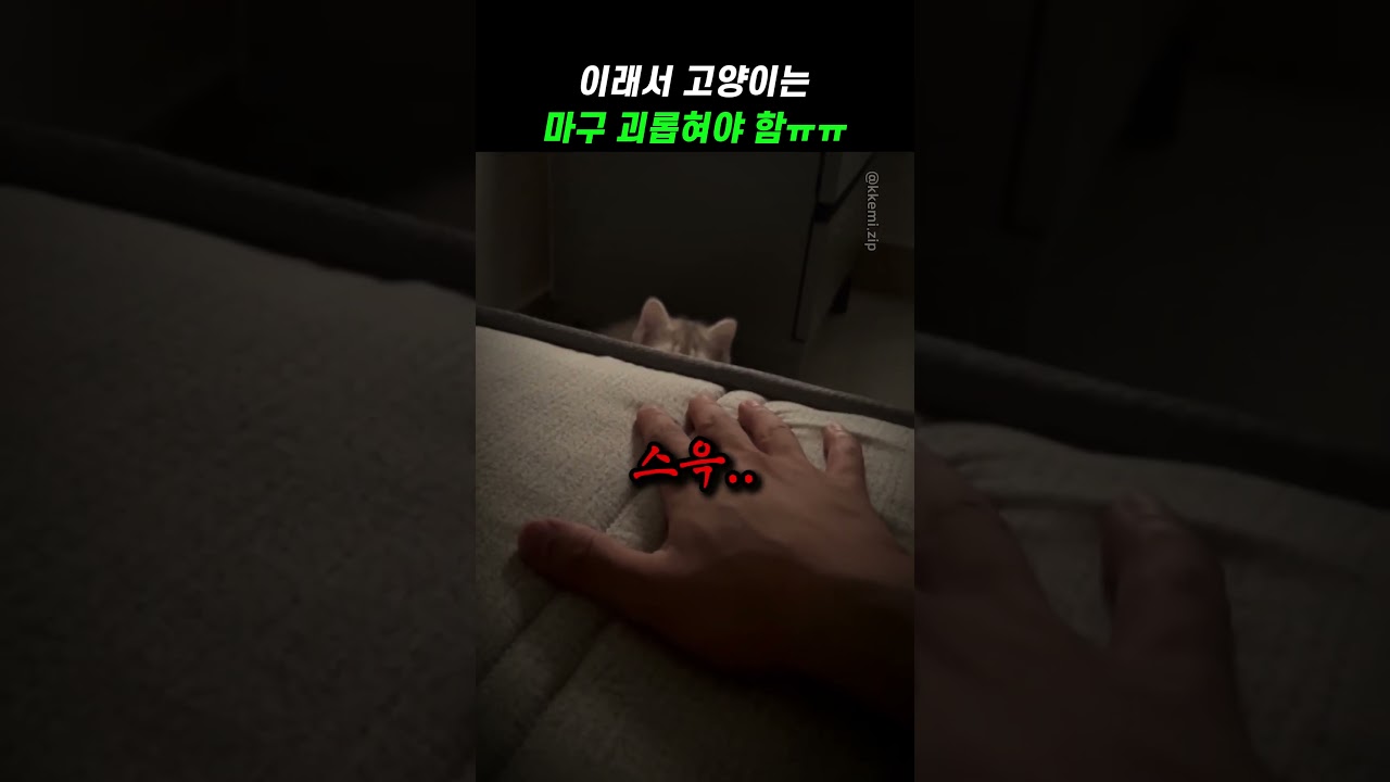 이래서 고양이는 마구 괴롭혀야 함ㅠㅠ