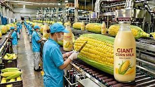 Di Dalam Pabrik: Cara Menakjubkan Membuat Susu Jagung - Proses Lengkap