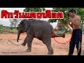 Elephant vs human 💪คู่เอกของวัน พลายเสือ กับพลายดาว