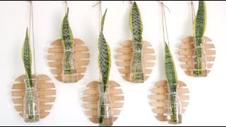 Snake Plant Leaf Cutting Decor Idea to Beautify Your Wall Space