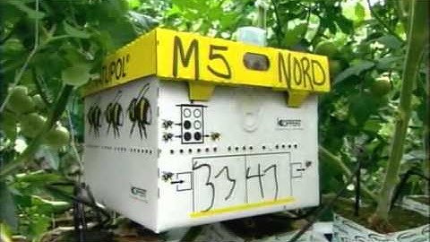 How It’s Made Greenhouse Tomatoes