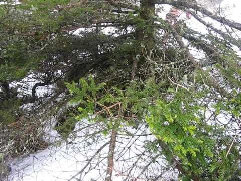 發現肥雪怪!