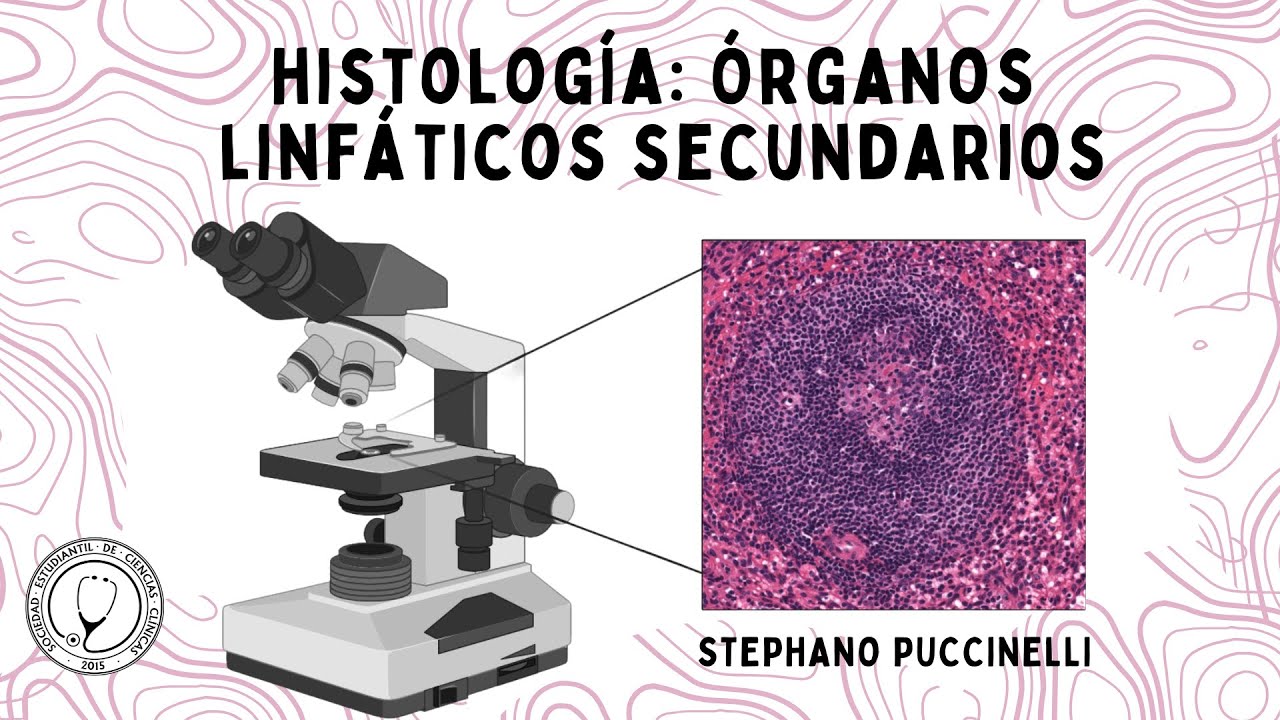 HISTOLOGÍA | ORGANOS LINFÁTICOS SECUNDARIOS