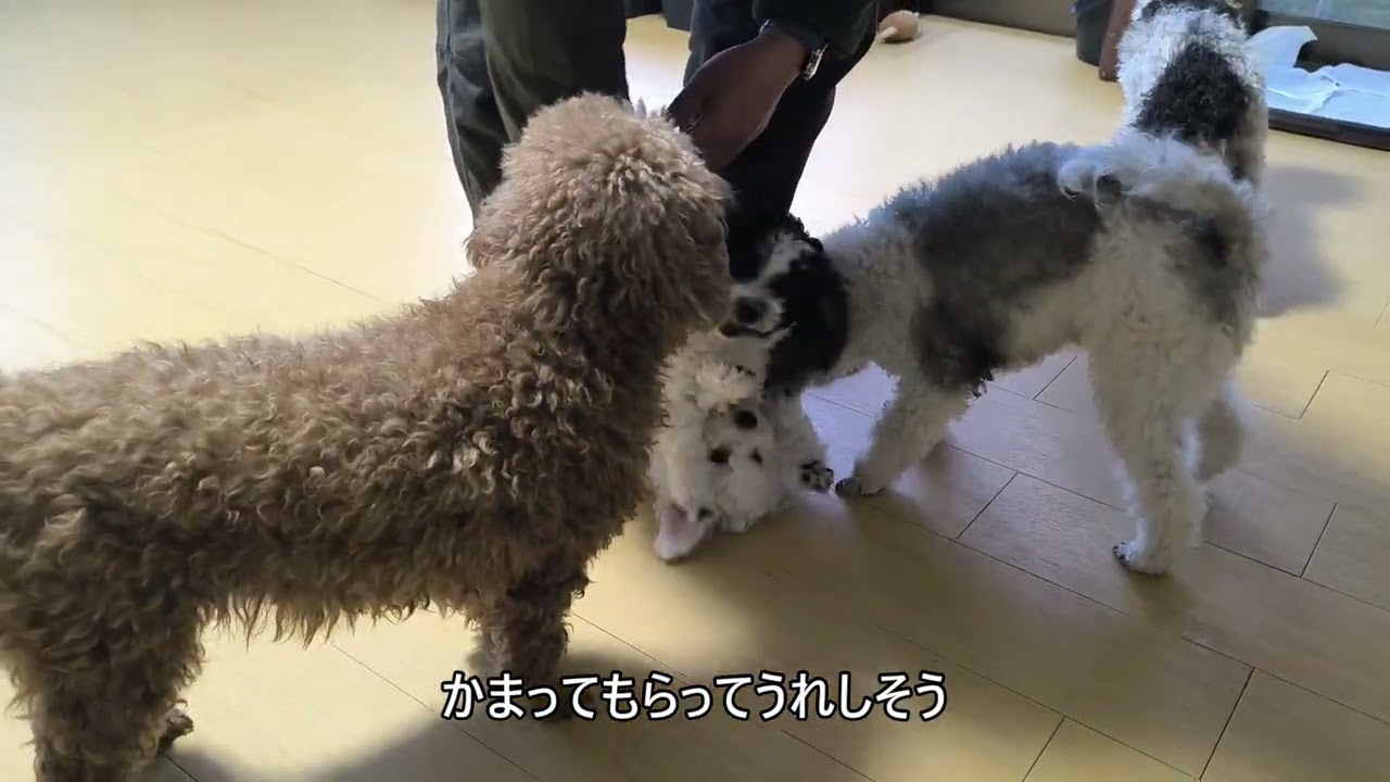 トイプードル【長野県・男の子・2025年10月13日・ブラック】大きくて