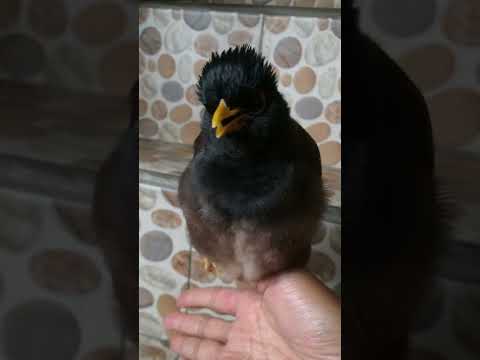 صوت طائر المينا المينة الشائعة      