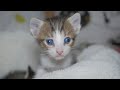 Raising Kittens Found In The Dumpster - Episode 3