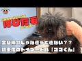 全身麻酔トリミングを最後にカットできていないトイプードルの噛み犬トリミング!!