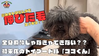 全身麻酔トリミングを最後にカットできていないトイプードルの噛み犬トリミング！！