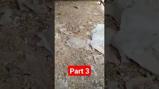 Download Lagu Ag Aseel chicks lanay ha 😱 #farms #farming #tiktok #viral #foryou #top #zoo #birds #pets #eating MP3