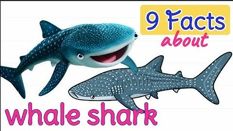 9 Facts About Whale Sharks [The Biggest Fish]