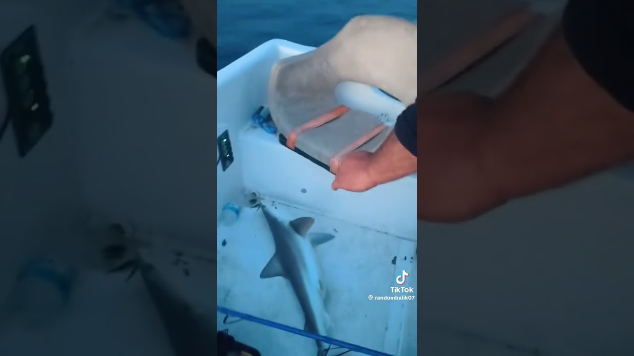 ANTALYADA OLTAYA KÖPEK BALIĞI TAKILDI 