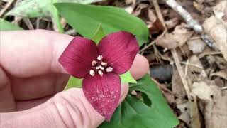 Painted Trillium | Wildflowers of NB