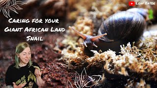 Caring For Your Giant African Land Snails! || Leaf Eater