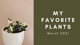 Favorite House Plants // March 2021