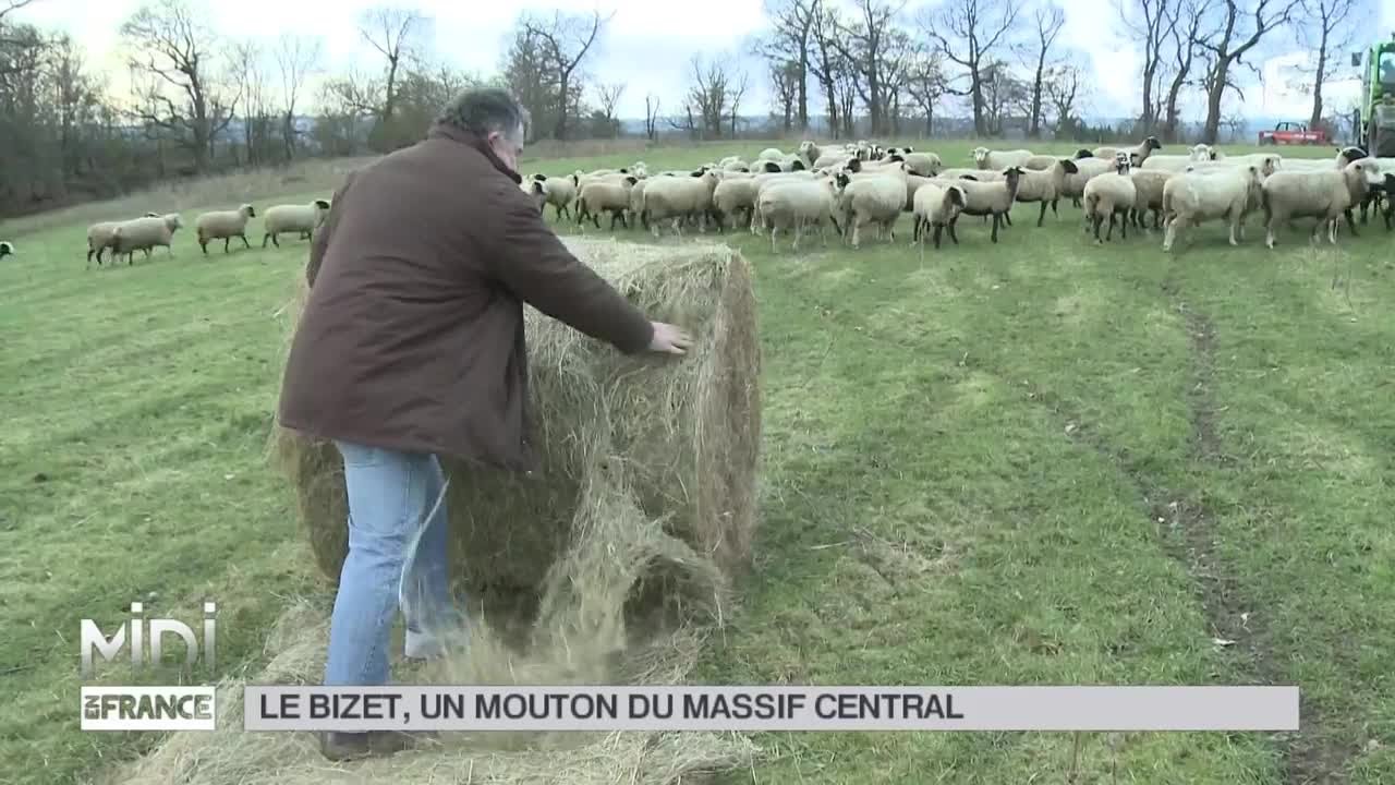 ANIMAUX : Le Bizet, un mouton du Massif Central