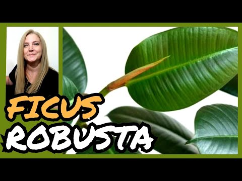 Video: Ficus Robusta (25 Fotos): Características Del Cuidado De Elastica Ficus En Casa. ¿Cuál Es La Diferencia Entre La Floración De Ficus De Caucho En La Naturaleza?